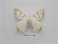 藏品(尺蛾326)的圖片